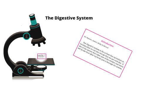 The Digestive System by Group 2 on Prezi