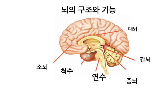 뇌의 구조 by 민서 오 on Prezi