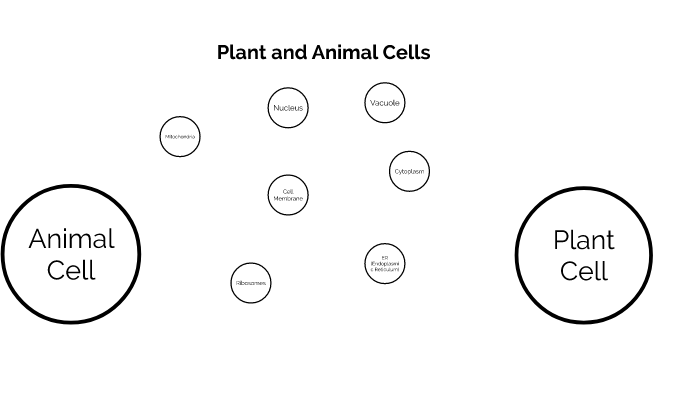 Plant and Animal Cells by Kristen Fernandez on Prezi