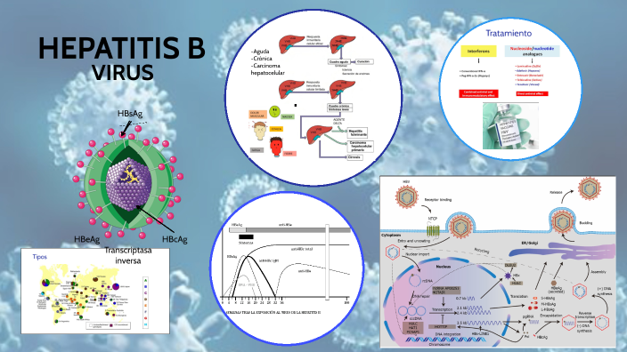 Hepatitis B by DANIELA CAMACHO PÉREZ on Prezi