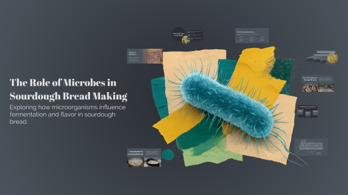 The Role of Microbes in Sourdough Bread Making by Savannah Chavez on Prezi