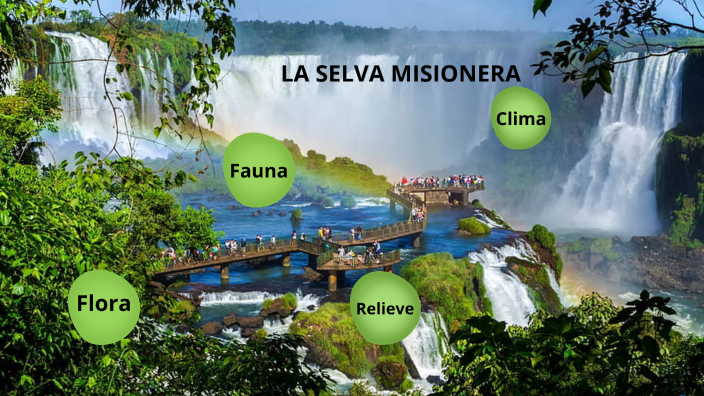 selva by Maria SILVA on Prezi