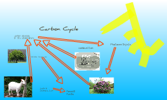 Carbon Cycle by Daniela Martinez on Prezi
