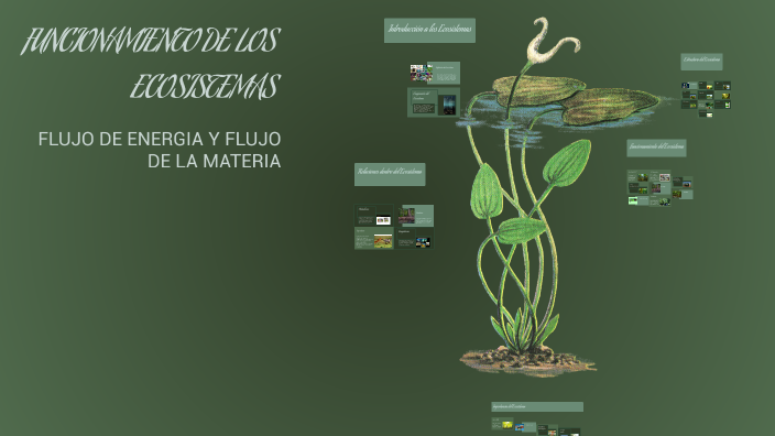FUNCIONAMIENTO DE LOS ECOSISTEMAS by Asunciona Zegarra Angeles on Prezi
