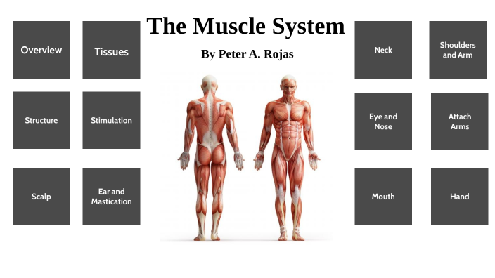 Muscle Systems by Peter Torres