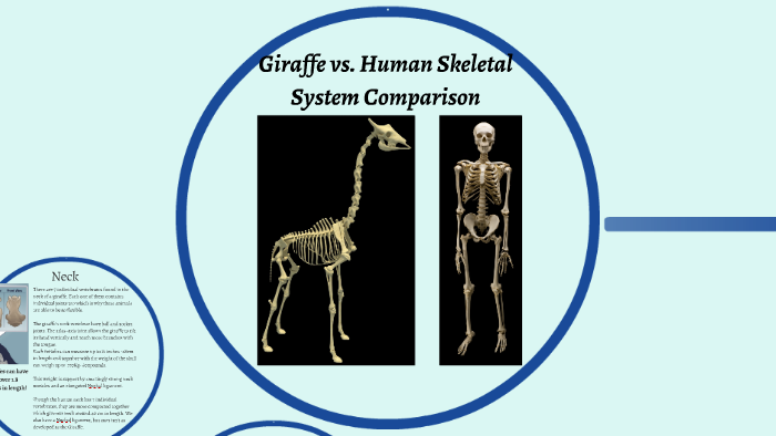 Giraffe vs. Human Comparison by Katherine Pashen on Prezi