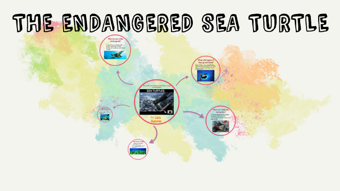 THE ENDANGERED SEA TURTLE by Jolie R on Prezi