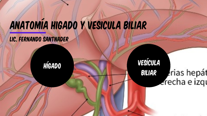 Anatomía Higado y Vesicula biliar by Fernando Santander on Prezi