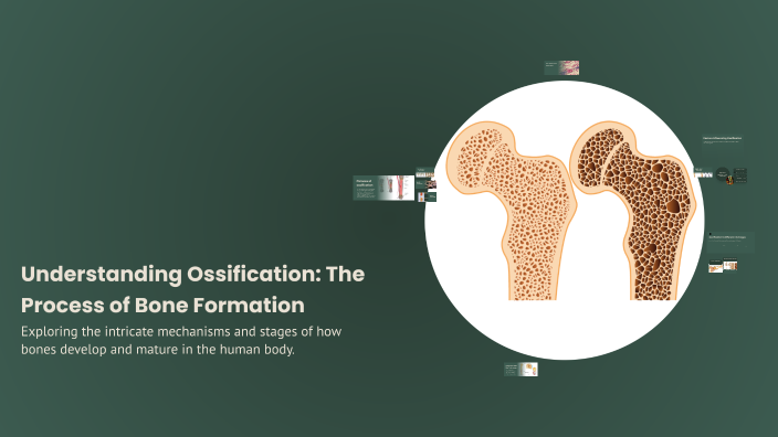 Sification Process Understanding Ossification: The Process of Bone Formation by Deep ...