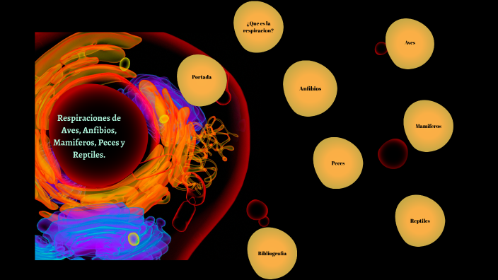 Comparativa Sistema Respiratorio by Dafne Akuma on Prezi