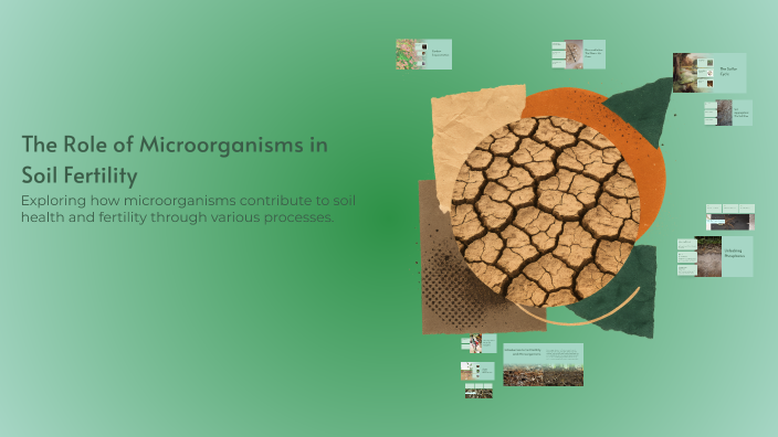 The Role of Microorganisms in Soil Fertility by ZOHAIB NAWAZ on Prezi