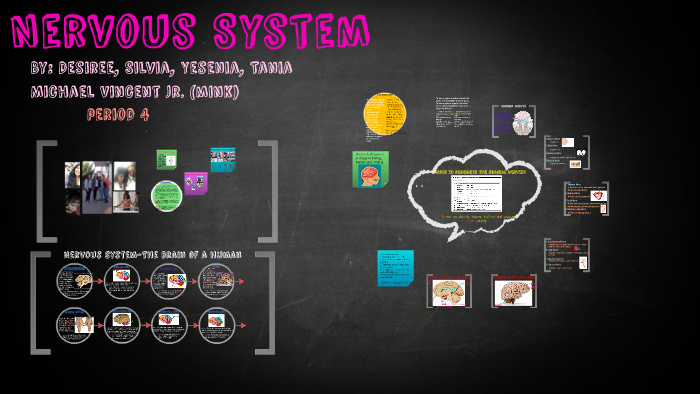 Nervous System by desiree lopez on Prezi