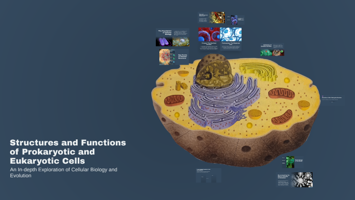 Structures and Functions of Prokaryotic and Eukaryotic Cells by Lynx ...
