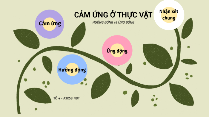 Cảm ứng ở thực vật sinh 11 - Bí mật của sự phát triển và thích ứng