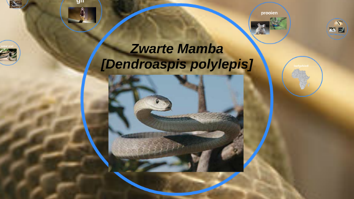 zwarte mambaniek van wensen on prezi