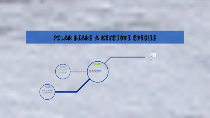 Polar bears a keystone species by Theo by Kate NIS on Prezi