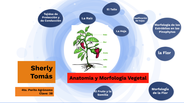 Anatomía Y Morfología Vegetal By Sherly Tomás On Prezi 7944