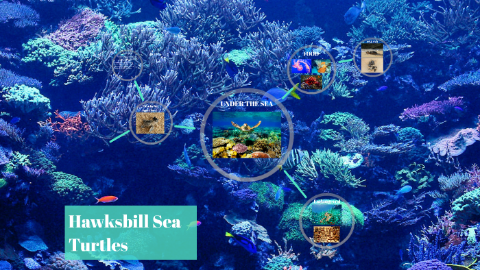 Hawksbill Sea Turtles by Cassidy Graham on Prezi