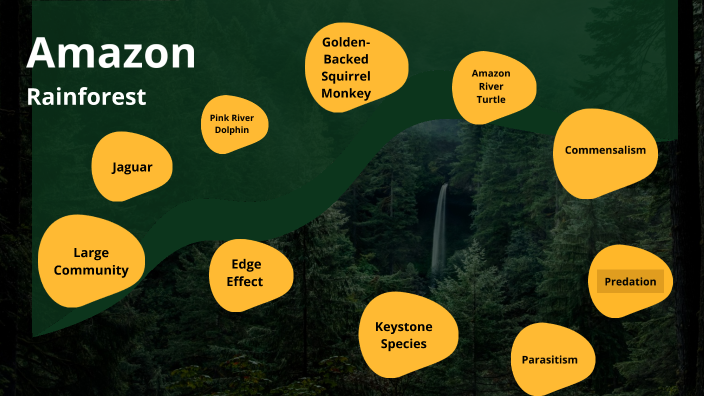 Amazon Rainforest by 程 张 on Prezi