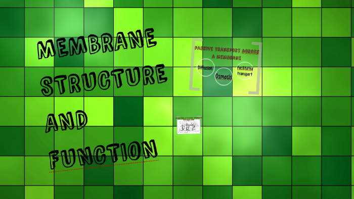 MEMBRANE STRUCTURE AND FUNCTION by Nor Azlin on Prezi