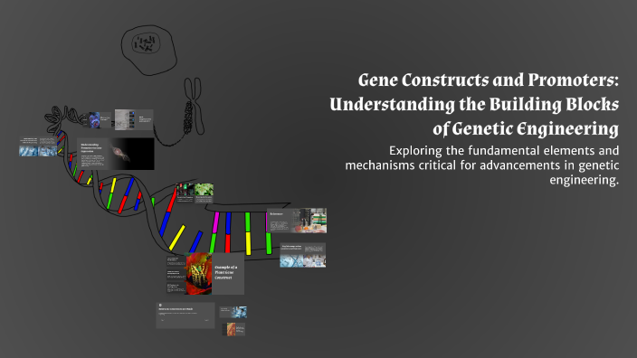 Gene Constructs and Promoters: Understanding the Building Blocks of ...