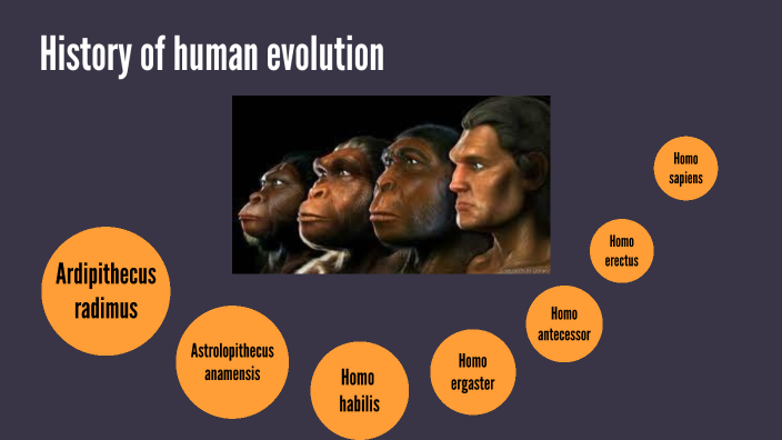 History of human evolution by Alba Casamichana Gonz lez on Prezi