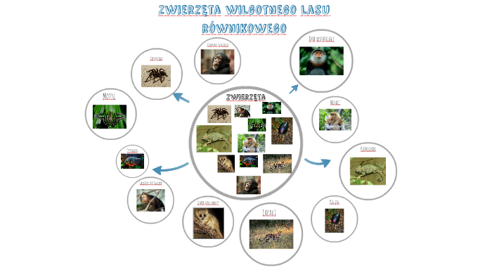 Zwierzęta Wilgotnego Lasu Równikowego Zwierzęta wilgotnego lasu równikowego by Zosia Krawczyk on Prezi