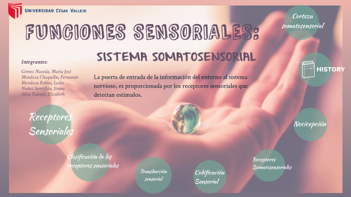 tipos y funciones de los receptores sensoriales