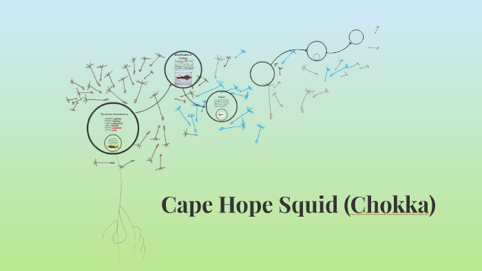 Cape Hope Squid (Chokka) by Cheryl Chiu