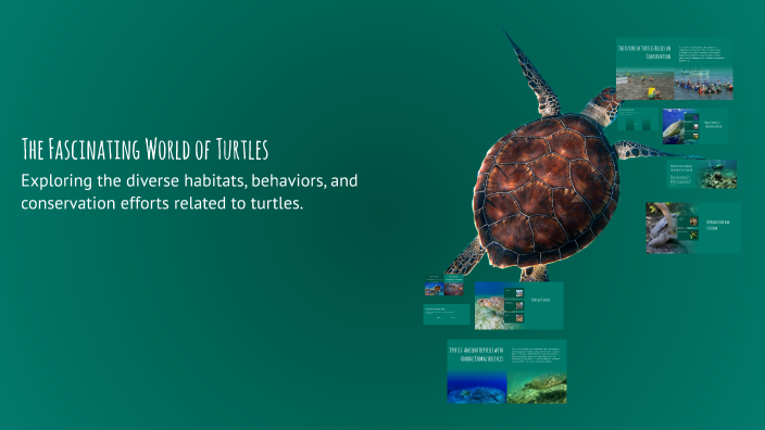 The Fascinating World of Turtles by Alieah Cox on Prezi