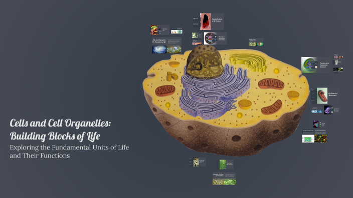Cells and Cell Organelles: Building Blocks of Life by Ashwini M on Prezi