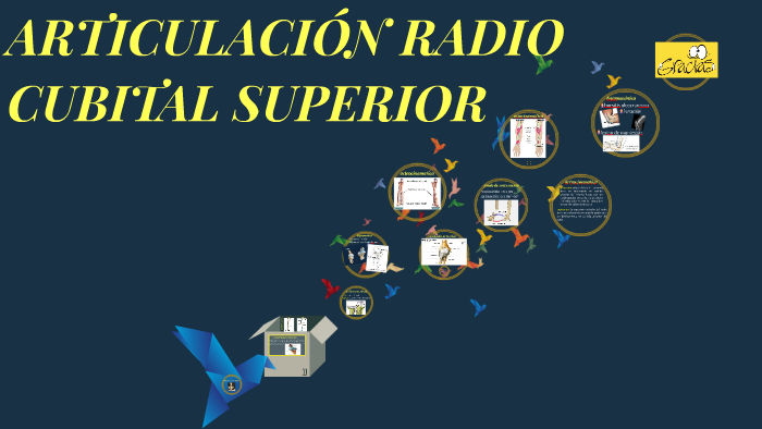 articulación radiocubital superior