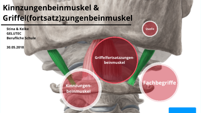 Musculus stylohyoideus