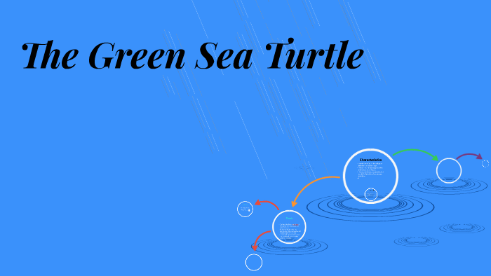 The Green Sea Turtle by Michael Smythe on Prezi