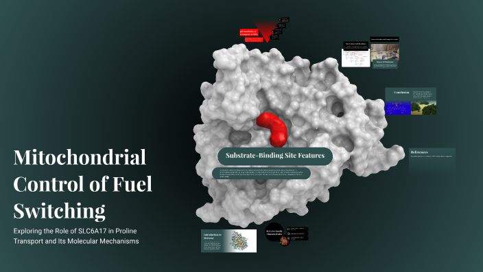 Mitochondrial Control of Fuel Switching by Gaith Karadsheh on Prezi