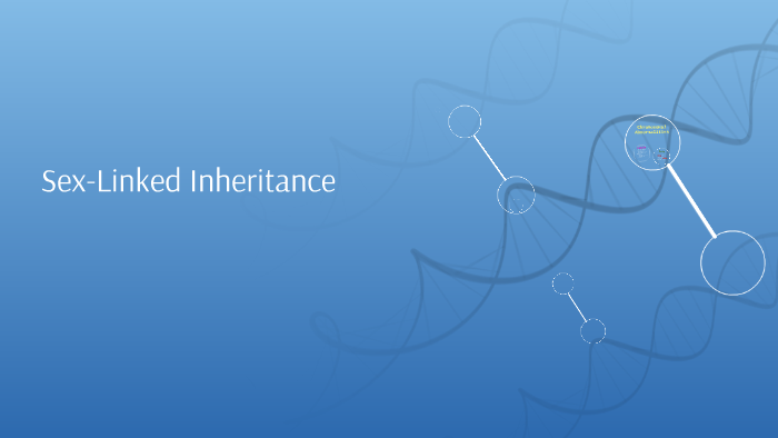 Sex Linked Inheritance By Katie Lewis On Prezi