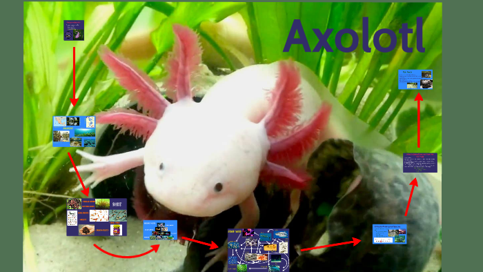 Axolotl Food Web