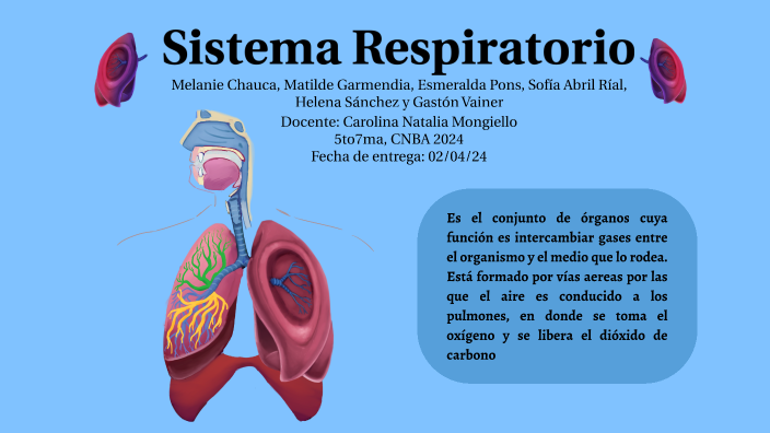 Sistema Respiratorio by Gastón Vainer on Prezi