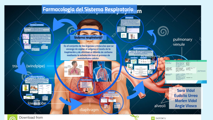 Farmacologia Del Sistema Respiratorio By Angie Velasco On Prezi