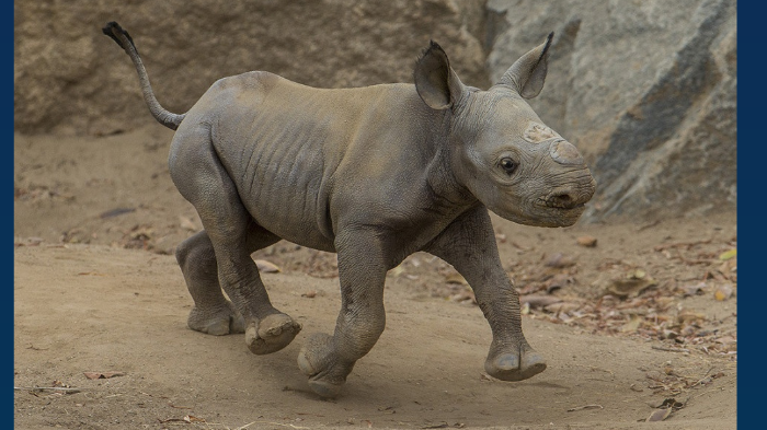 Terminally ill Vietnamese find comfort in rhino horn - Africa Geographic