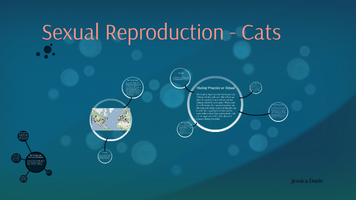 Sexual Reproduction Cats By Jessica Durie On Prezi 0426