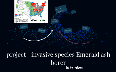 project= invasive species Emerald ash borer by ty nelson on Prezi