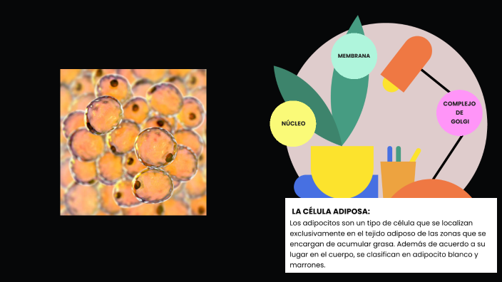 Las células Adiposas by Majo racha on Prezi