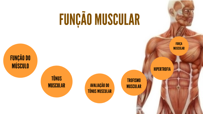 Função Muscular by kevin santana on Prezi