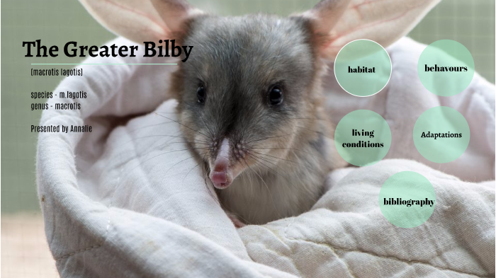 The Greater Bilby by annalie don