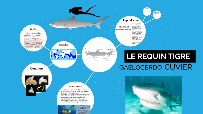 Le Requin Tigre By Alex Olteanu On Prezi Next