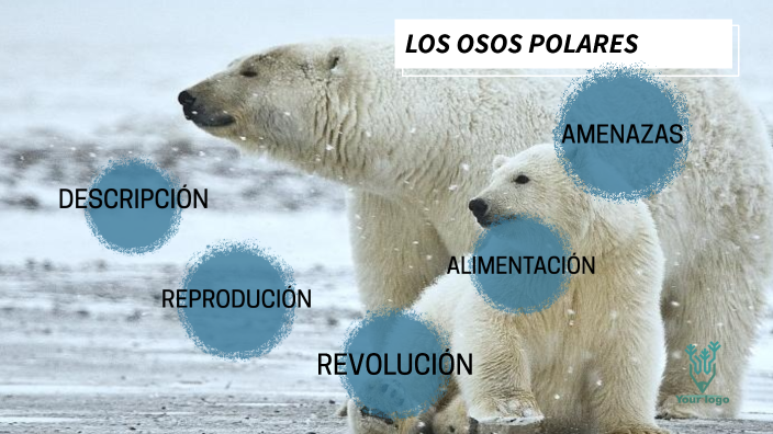 Oso polar, Animales polares, Infografia de animales