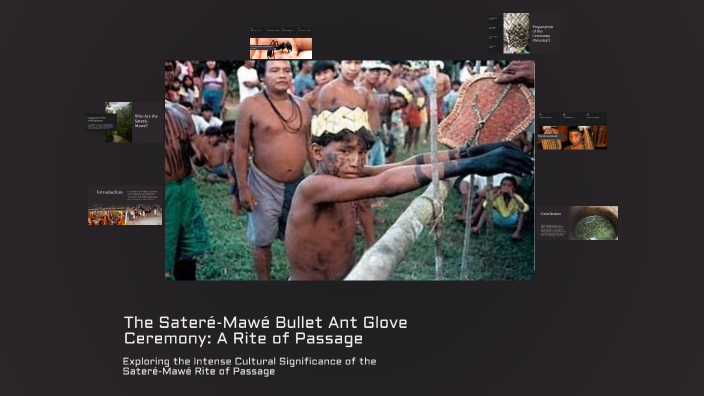 The Sateré-Mawé Bullet Ant Glove Ceremony: A Rite of Passage by alexia ...