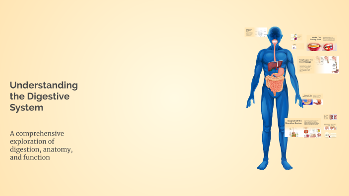 Understanding the Digestive System by Justin Parada Sanchez on Prezi
