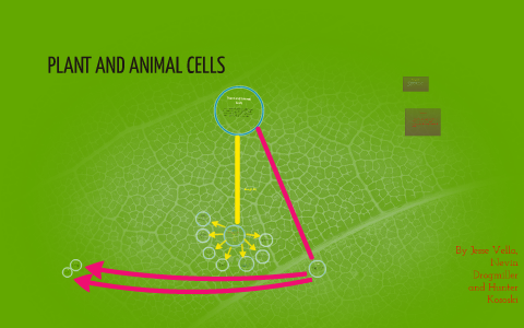 PLANT AND ANIMAL CELLS by jesse vella on Prezi